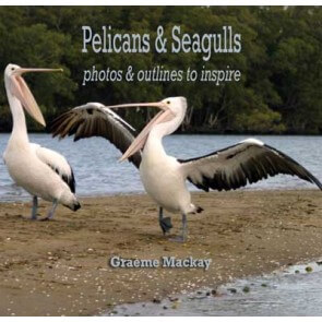 Pelicans & Seagulls : photos & outlines to inspire